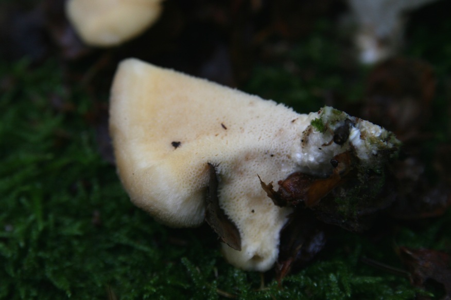 fungo su ceppo, dalla foresta nera